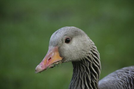 Goose